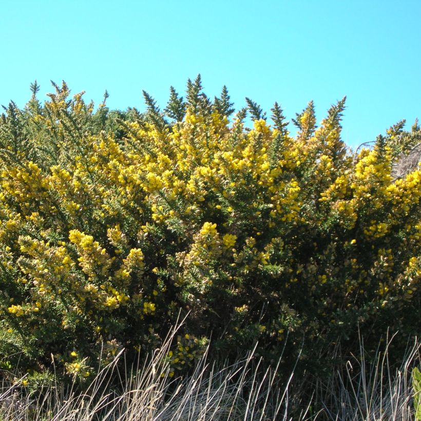 Ulex europaeus - Europäischer Stechginster (Plant habit)