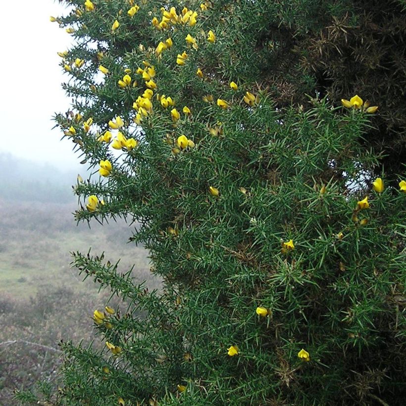 Ulex europaeus - Europäischer Stechginster (Foliage)