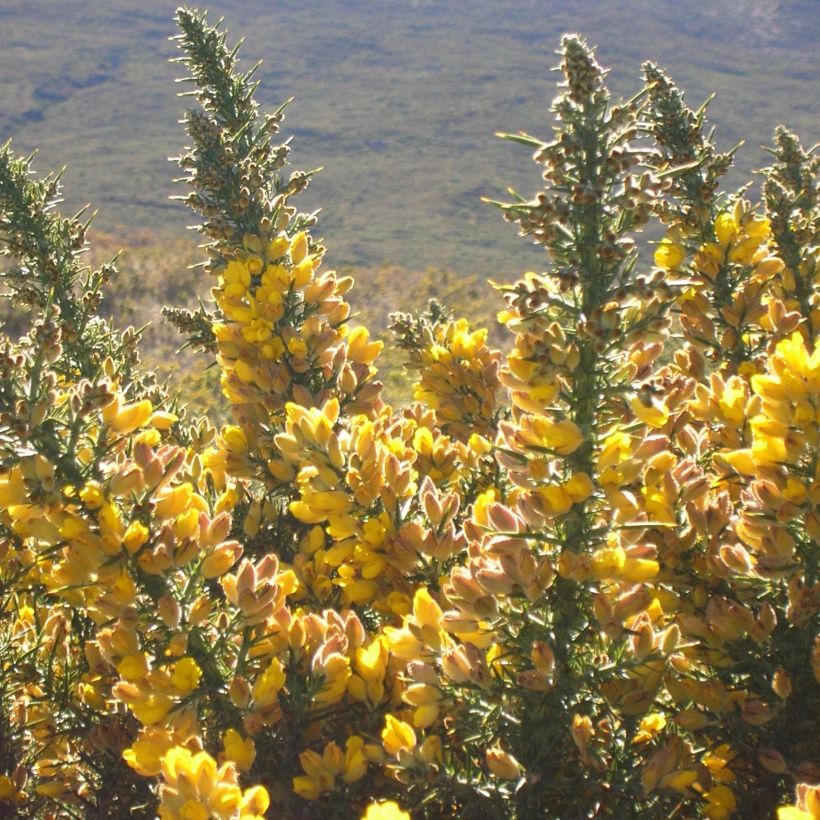 Ulex europaeus - Europäischer Stechginster (Flowering)