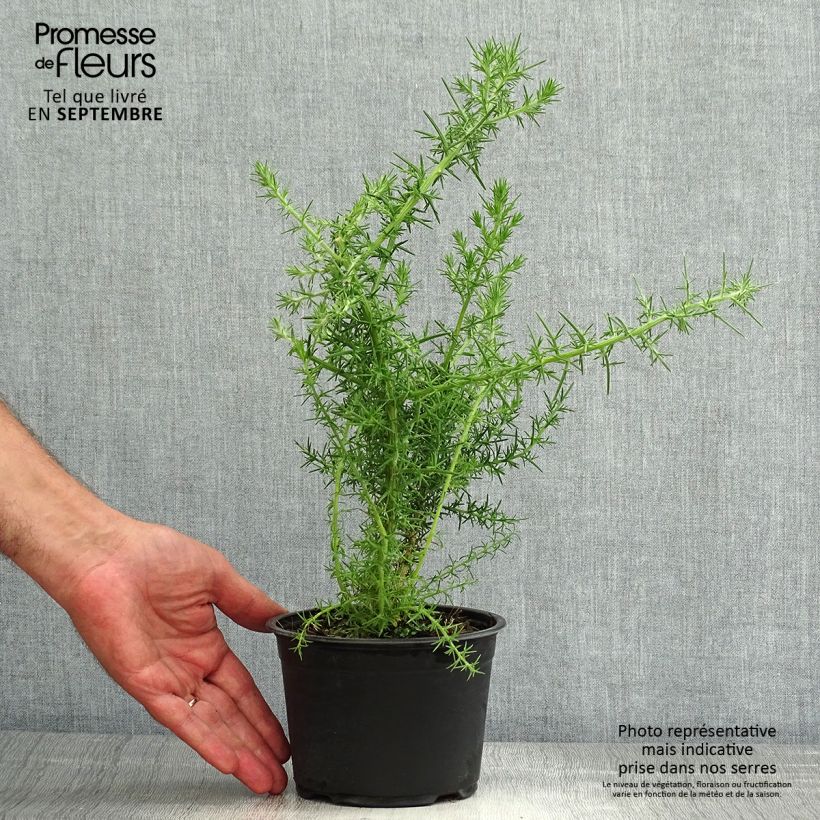 Example of Ulex europaeus - Europäischer Stechginster Topf mit 1L/1,5L as you get in ete