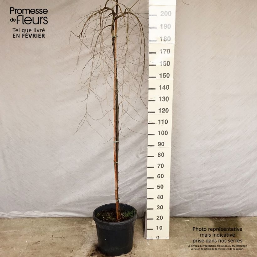 Exemplar von Feldulme Pendula - Ulmus carpinifolia Topf mit 30L/35L wie im Winter geliefert