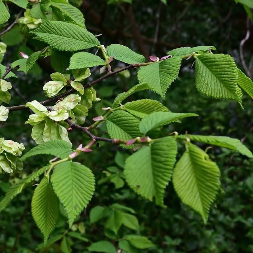 Berg-Ulme - Ulmus glabra (Foliage)