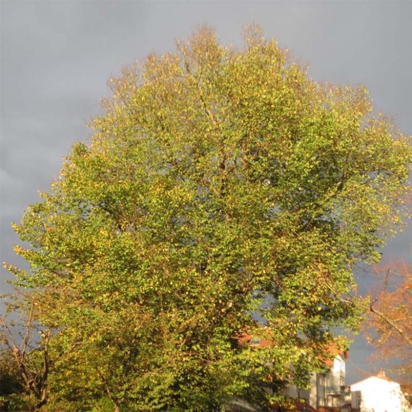 Berg-Ulme - Ulmus glabra (Plant habit)