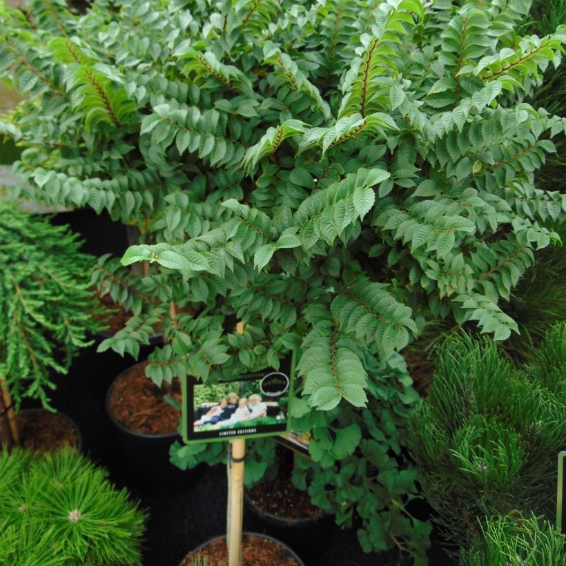 Holländische Ulme Jacqueline Hillier - Ulmus hollandica (Plant habit)