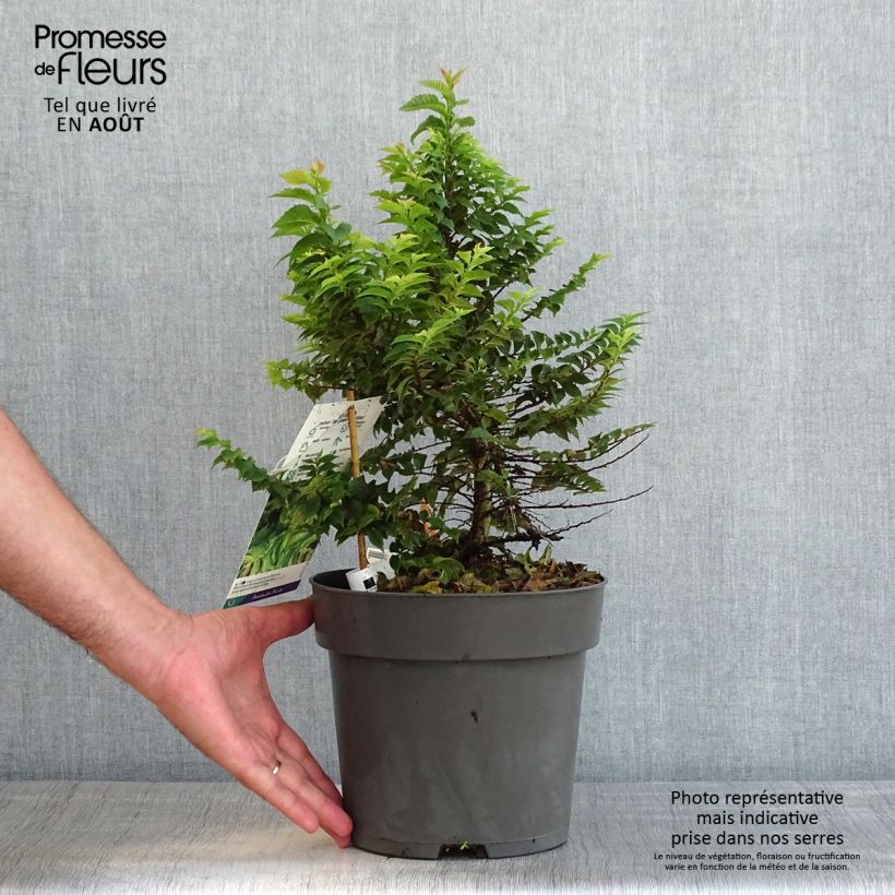 Example of Holländische Ulme Jacqueline Hillier - Ulmus hollandica Topf mit 4L/5L as you get in ete