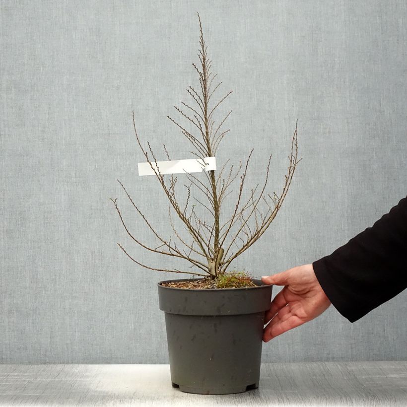 Exemplar von Holländische Ulme Jacqueline Hillier - Ulmus hollandica Topf mit 4L/5L, Strauch wie im Frühjahr geliefert