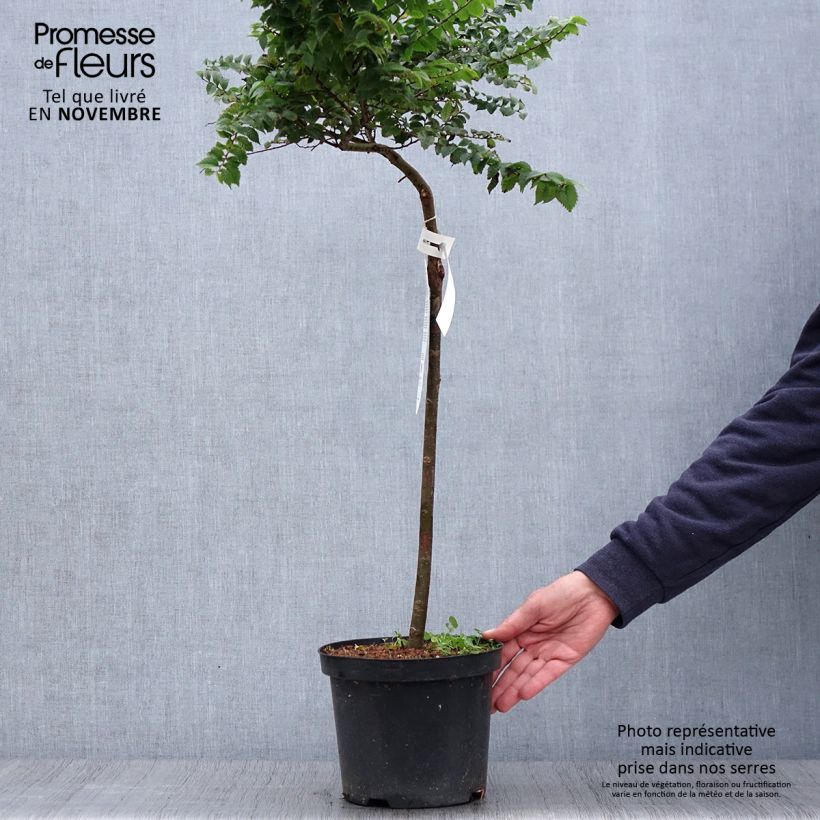 Example of Holländische Ulme Jacqueline Hillier - Ulmus hollandica Topf mit 4L/5L as you get in automne