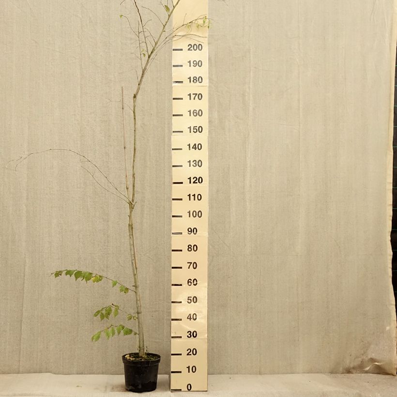 Example of Feld-Ulme Argenteovariegata - Ulmus minor Topf mit 4L/5L as you get in automne