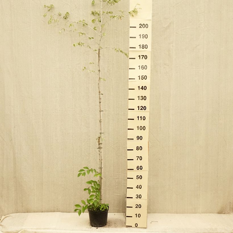 Exemplar von Feld-Ulme Argenteovariegata - Ulmus minor Topf mit 4L/5L, Stamm wie im Sommer geliefert