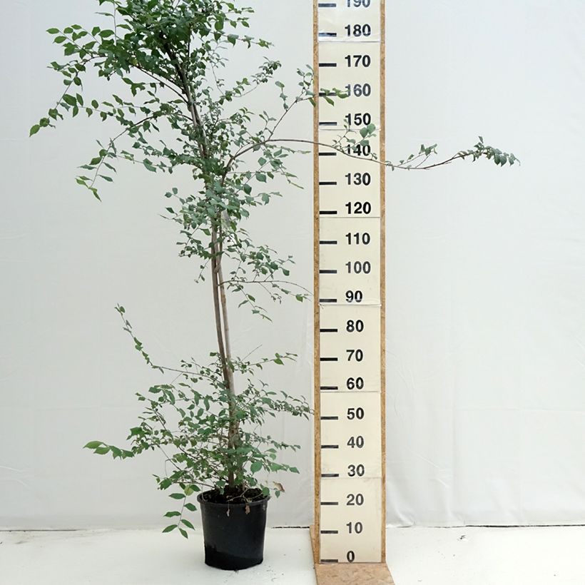 Example of Feld-Ulme - Ulmus minor Topf mit 7,5L/10L as you get in ete