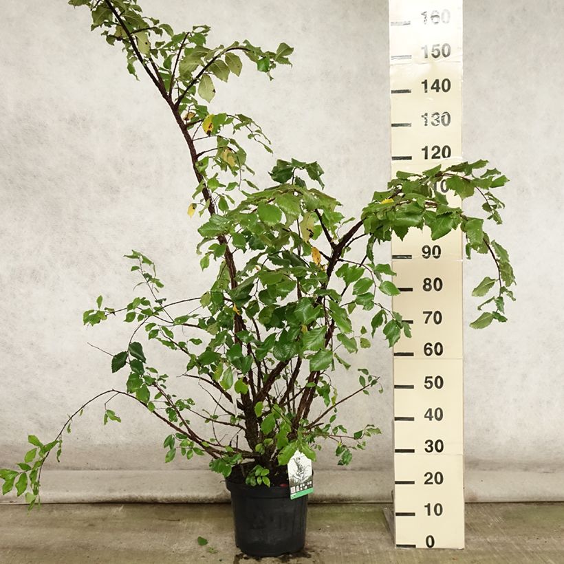 Example of Kork-Ulme - Ulmus minor suberosa Topf mit 7,5L/10L as you get in ete