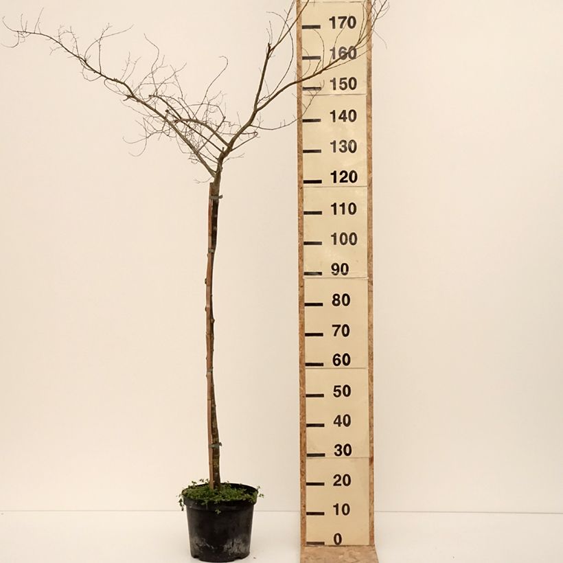 Example of Feld-Ulme Viminalis Aurea - Ulmus minor Topf mit 4L/5L as you get in hiver