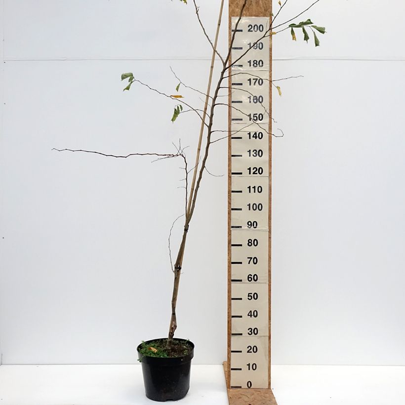 Exemplar von Feld-Ulme Webbiana - Ulmus minor Topf mit 12L/15L wie im Herbst geliefert