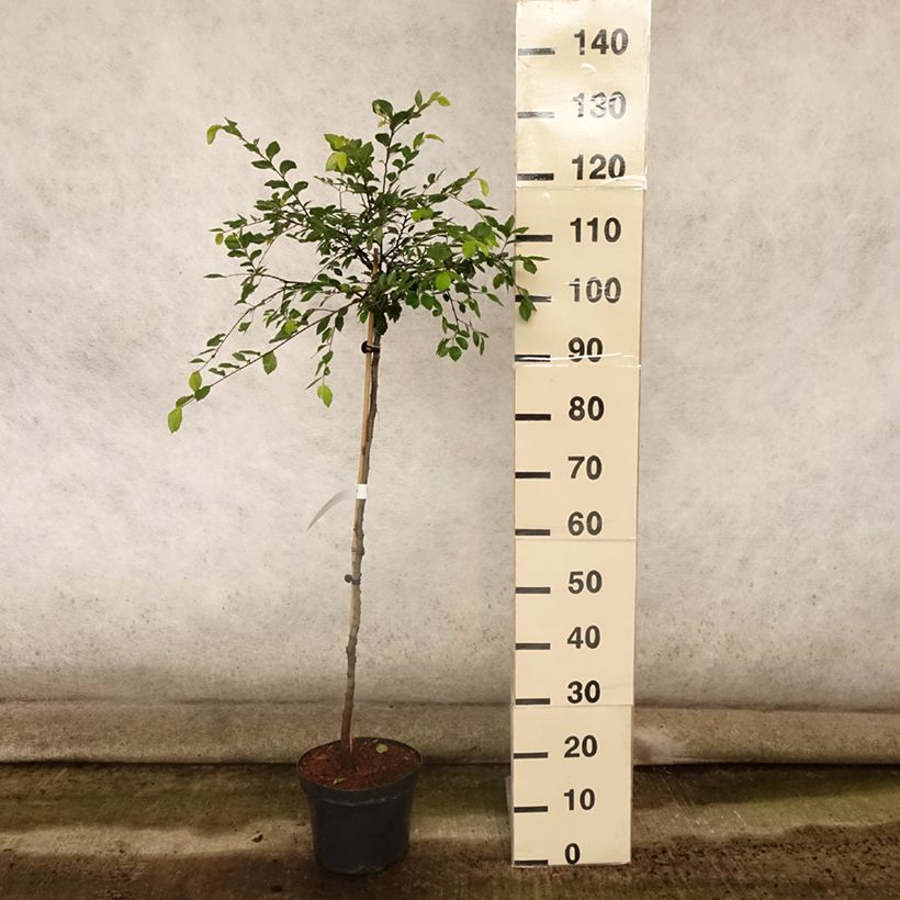 Example of Chinesische Ulme Geisha - Ulmus parvifolia Topf mit 4L/5L as you get in ete