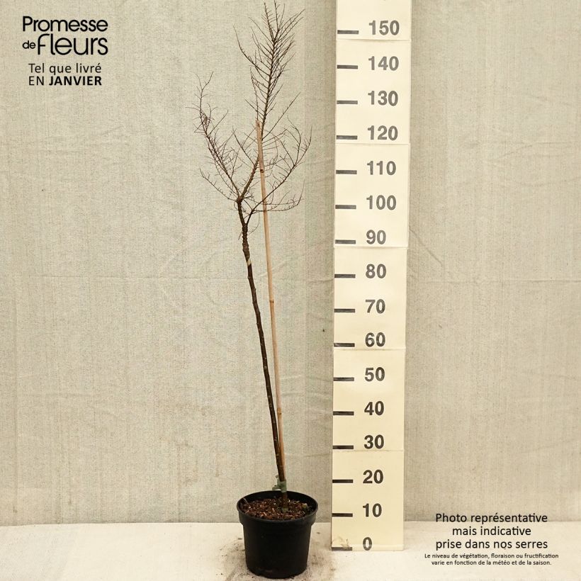 Exemplar von Chinesische Ulme Seiju - Ulmus parvifolia Topf mit 4L/5L wie im Winter geliefert