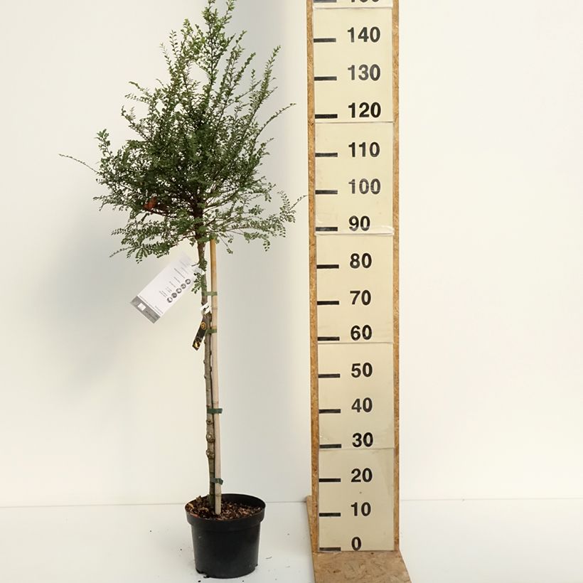 Example of Chinesische Ulme Seiju - Ulmus parvifolia Topf mit 4L/5L as you get in ete