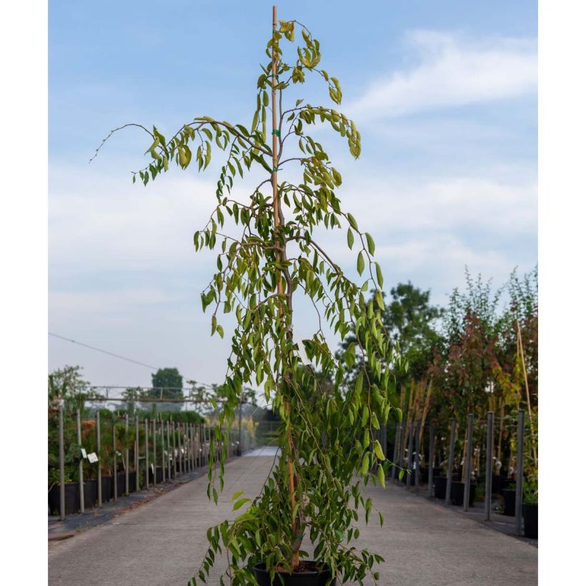 Berg-Ulme Mauro - Ulmus glabra var. Pendula (Plant habit)