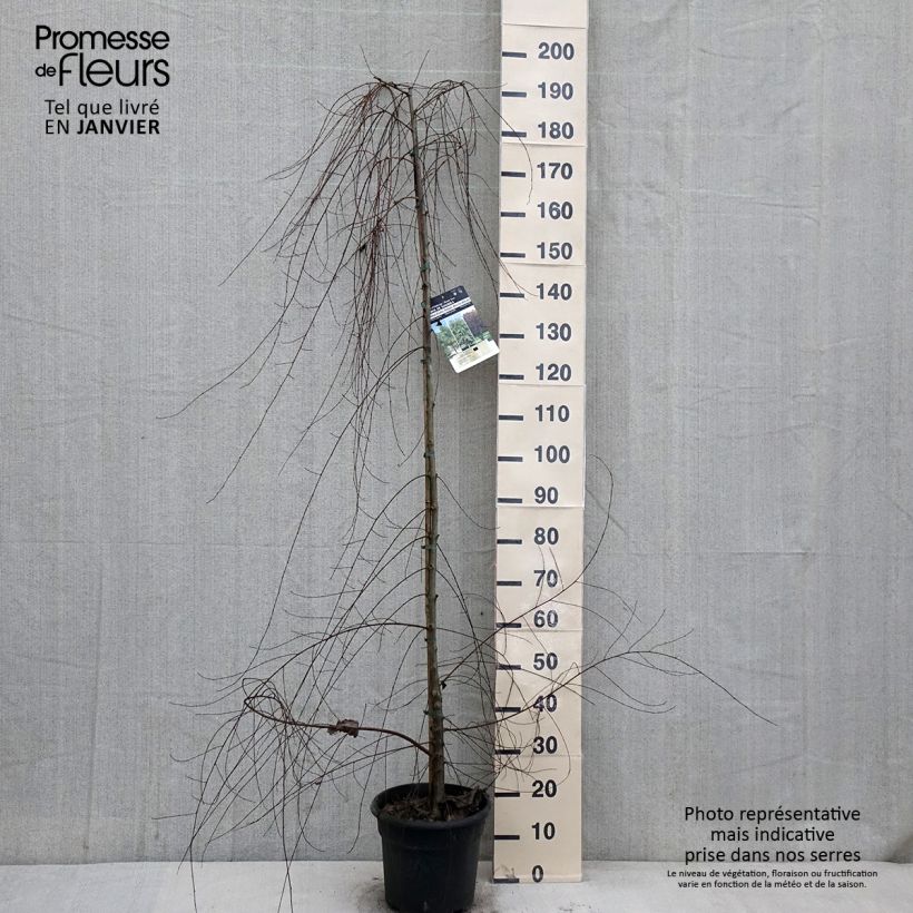Example of Zwerg-Ulme - Ulmus pumila Topf mit 7,5L/10L as you get in hiver