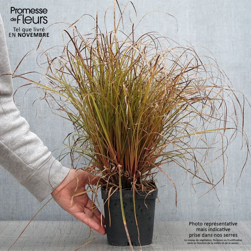 Example of Uncinia rubra - Mahagonigras Topf mit 2L/3L as you get in automne