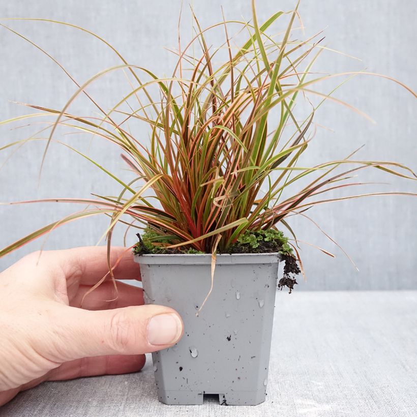 Exemplar von Uncinia rubra Everflame - Mahagonigras Kleine Töpfe von 8/9 cm wie im Winter geliefert