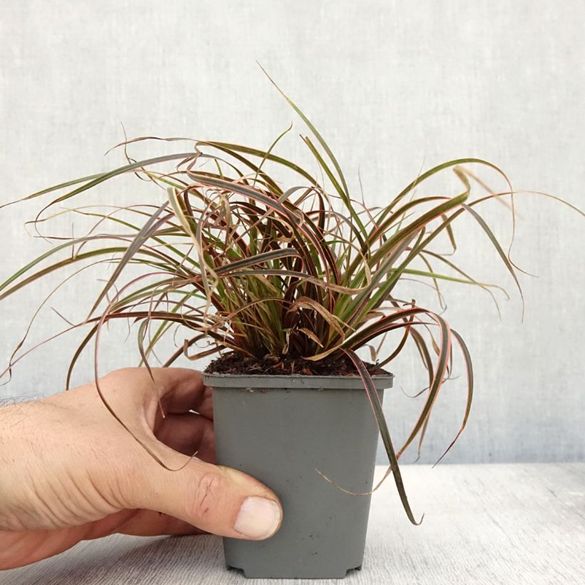Example of Uncinia rubra Everflame - Mahagonigras Kleine Töpfe von 8/9 cm as you get in automne