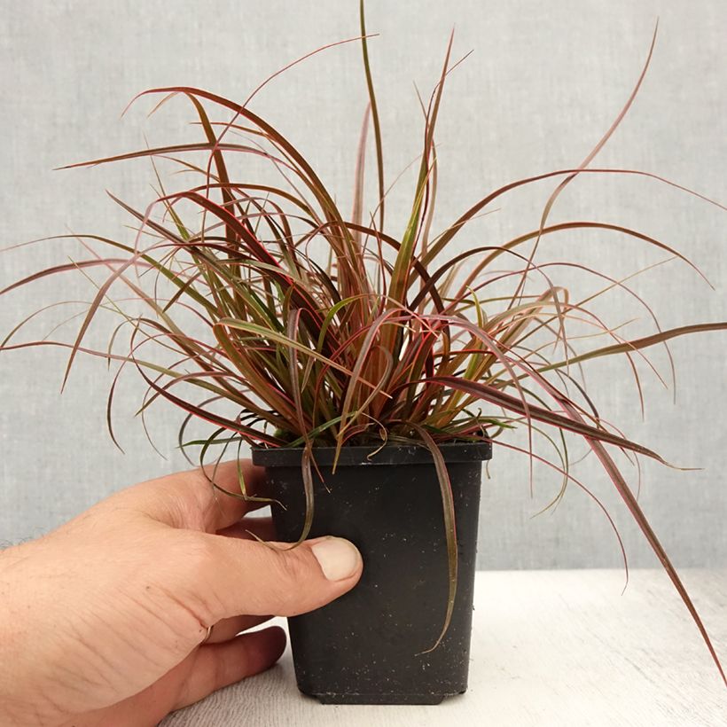 Exemplar von Uncinia rubra Everflame - Mahagonigras Kleine Töpfe von 8/9 cm wie im Sommer geliefert