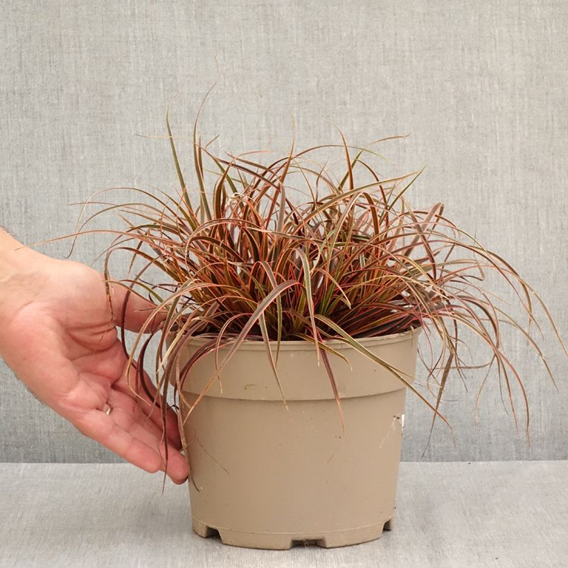 Exemplar von Uncinia rubra Everflame - Mahagonigras Topf mit 2L/3L wie im Herbst geliefert