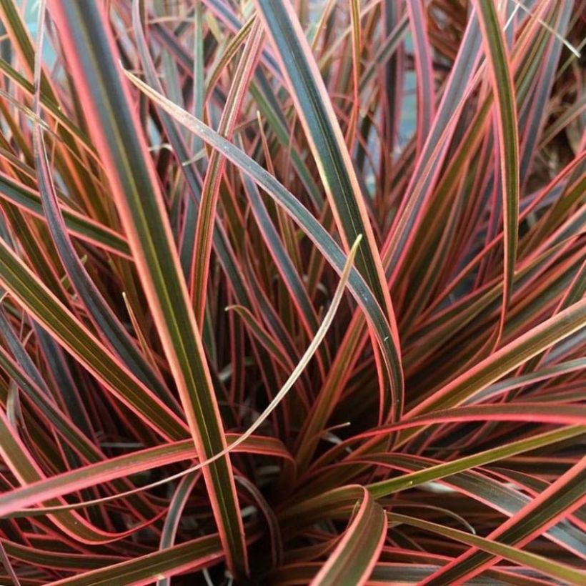 Uncinia rubra Everflame - Mahagonigras (Foliage)