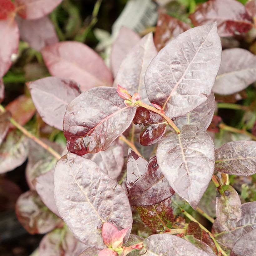 Amerikanische Blaubeere Hortblue Petite - Vaccinium corymbosum (Foliage)