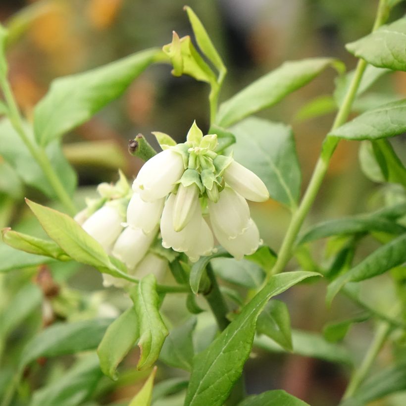 Amerikanische Blaubeere Hortblue Petite - Vaccinium corymbosum (Flowering)
