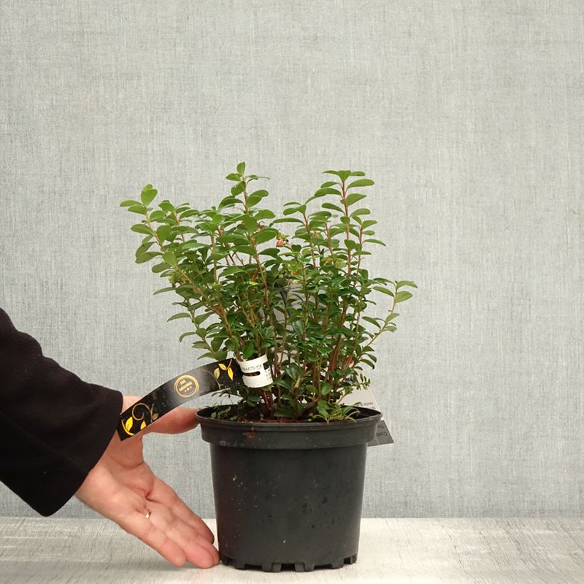 Example of Preiselbeere FIREBALLS 'Lirome' - Vaccinium vitis-idaea Topf mit 2L/3L as you get in automne