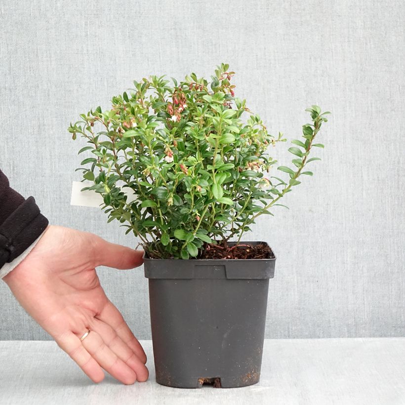 Exemplar von Preiselbeere Miss Cherry 'Meliro' - Vaccinium vitis-idaea Topf mit 2L/3L wie im Herbst geliefert