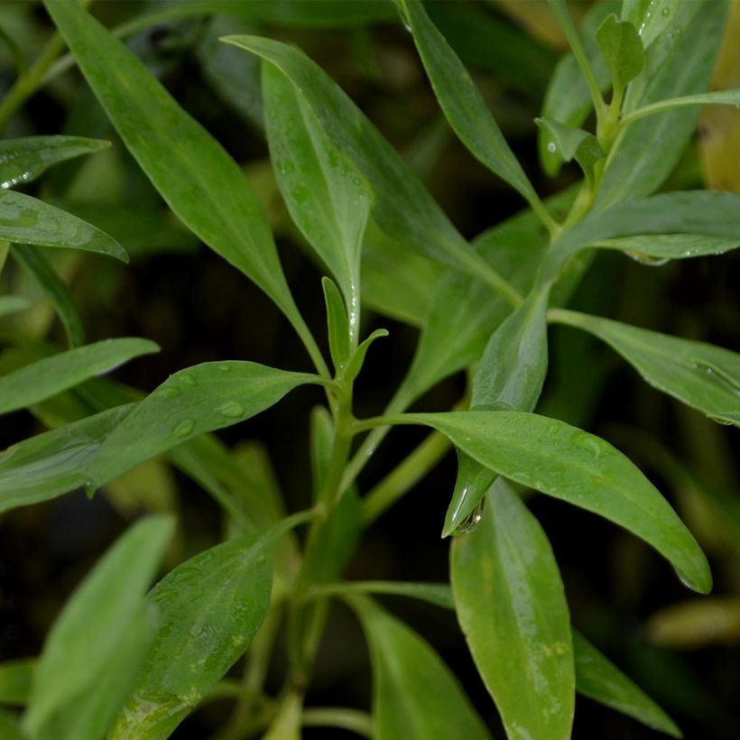 Weißblühende Spornblume Albus - Centranthus ruber (Foliage)