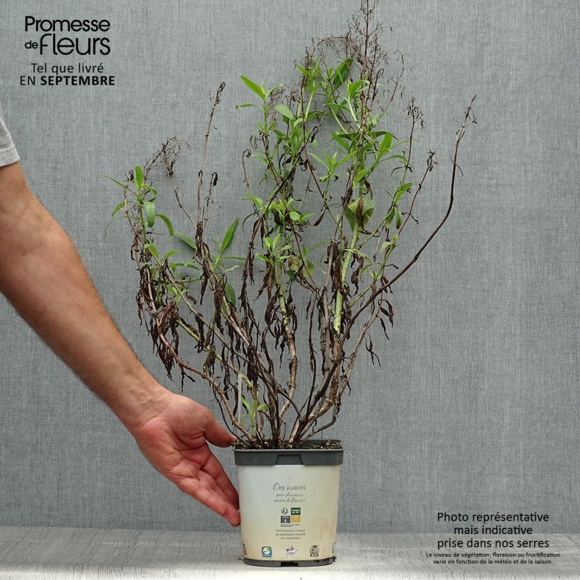 Example of Weißblühende Spornblume Albus - Centranthus ruber Topf mit 2L/3L as you get in automne