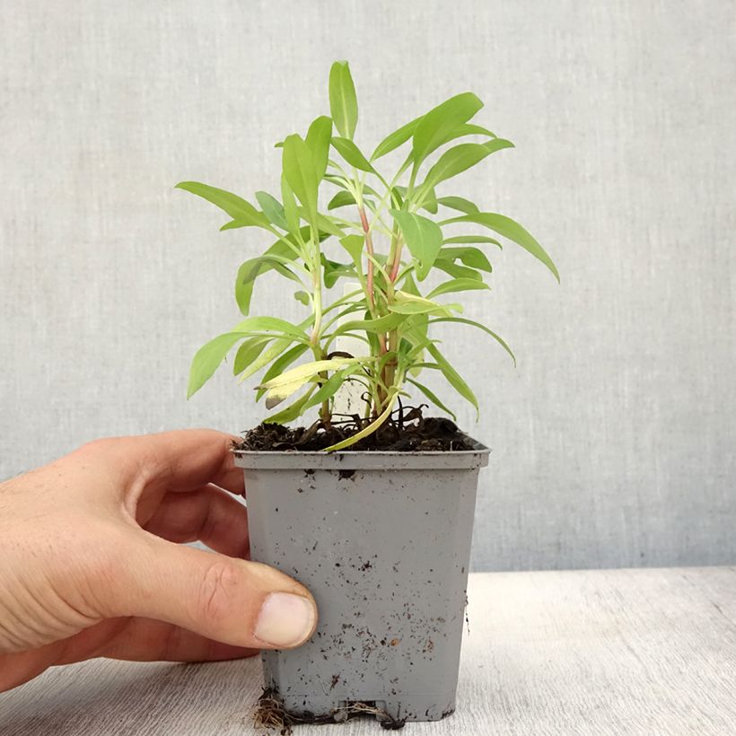 Example of Rote Spornblume - Centranthus ruber Kleine Töpfe von 8/9 cm as you get in automne