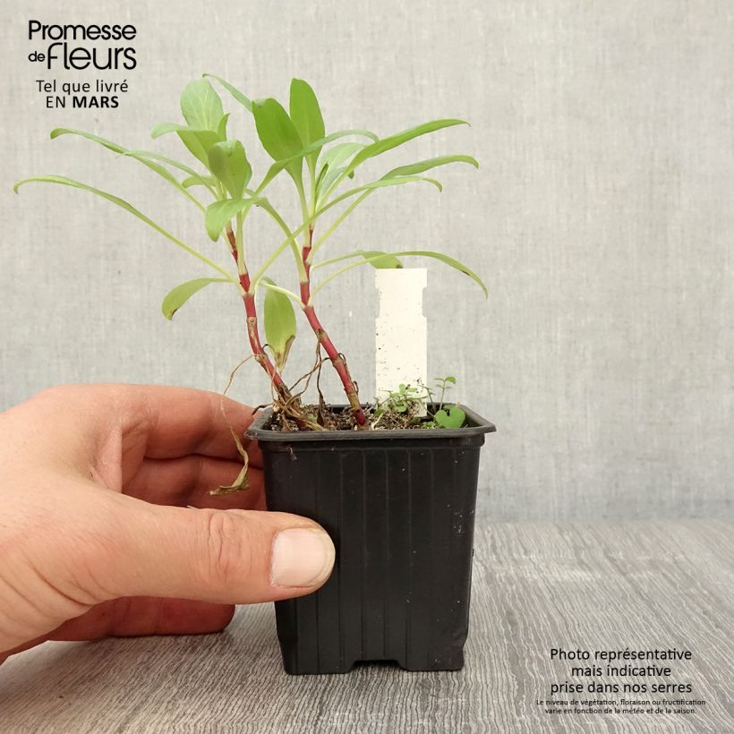 Exemplar von Rote Spornblume - Centranthus ruber Kleine Töpfe von 8/9 cm wie im Frühjahr geliefert