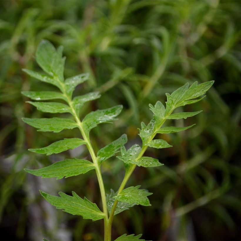 Echter Baldrian - Valeriana officinalis (Foliage)