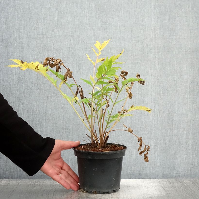 Example of Echter Baldrian - Valeriana officinalis Topf mit 2L/3L as you get in automne