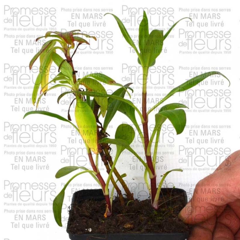 Example of Rote Spornblume Kempenhof - Centranthus ruber Kleine Töpfe von 8/9 cm as you get