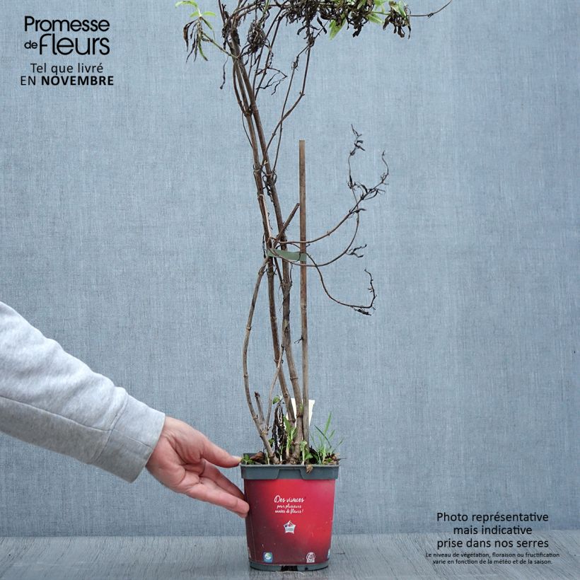 Example of Rote Spornblume Coccineus - Centranthus ruber Topf mit 2L/3L as you get in automne
