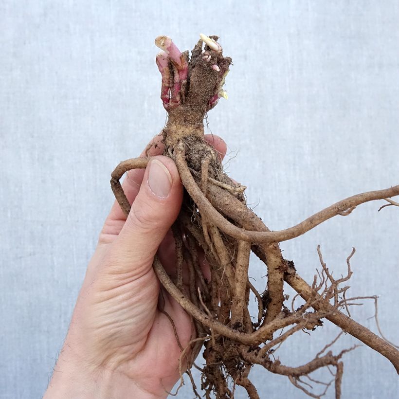 Example of Rote Spornblume Coccineus - Centranthus ruber Wurzelnackt as you get in hiver