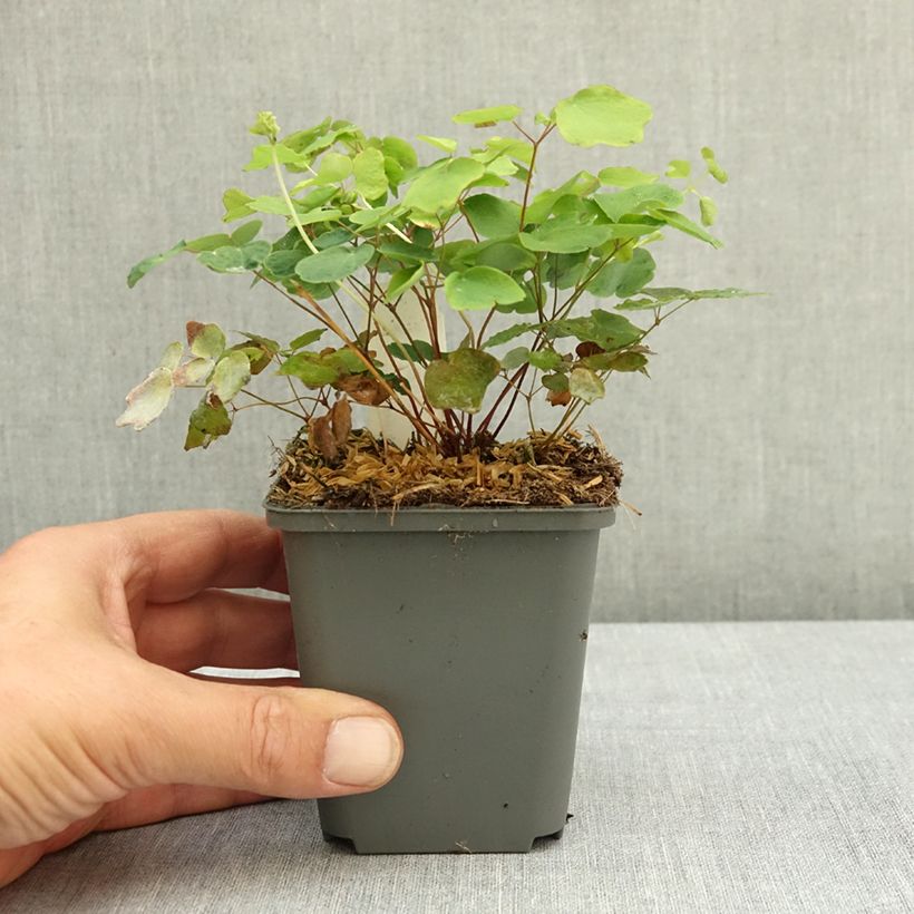Exemplar von Vancouveria hexandra - Rüsselsternchen Kleine Töpfe von 8/9 cm wie im Sommer geliefert