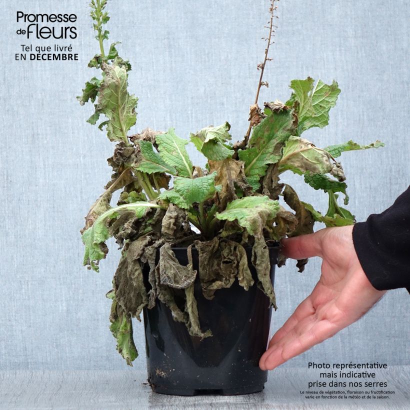 Example of Verbascum Dark Eyes - Königskerze Topf mit 2L/3L as you get in automne