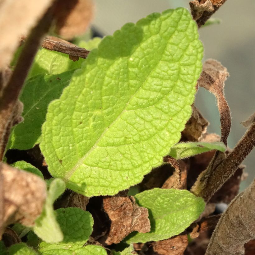 Verbascum Dark Eyes - Königskerze (Foliage)