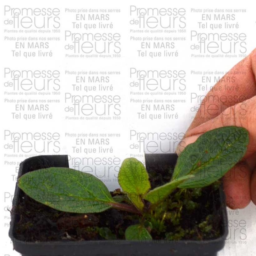 Example of Verbascum Blue Lagoon - Königskerze Kleine Töpfe von 8/9 cm as you get