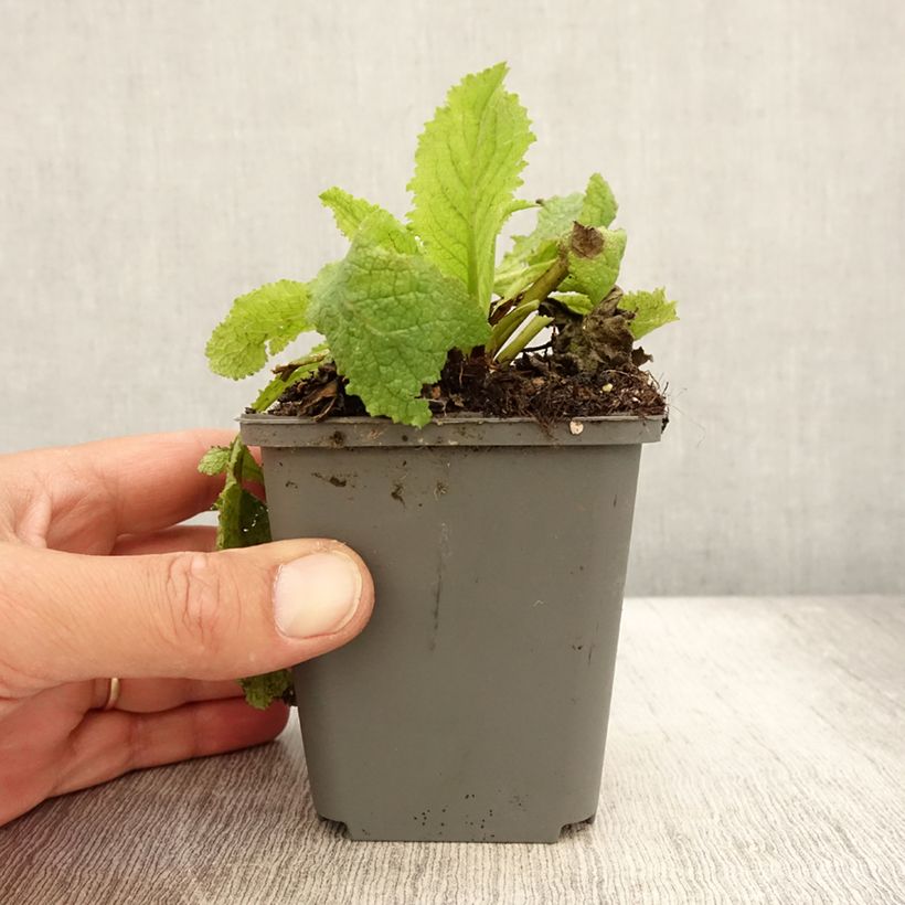 Exemplar von Verbascum Cotswold Queen - Königskerze Kleine Töpfe von 8/9 cm wie im Sommer geliefert