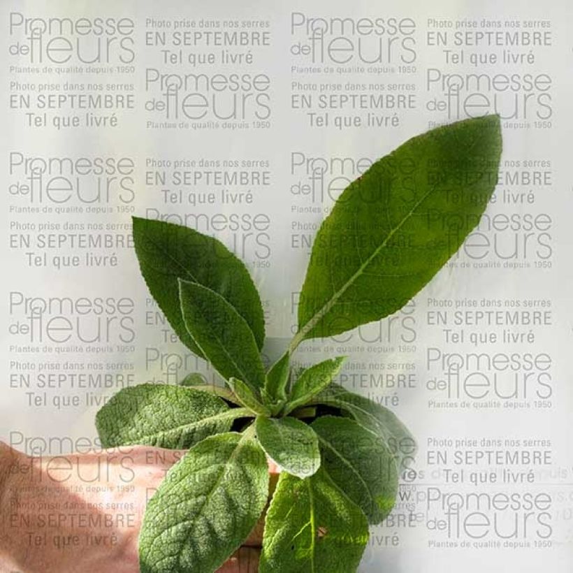 Example of Verbascum Helen Johnson - Königskerze Kleine Töpfe von 8/9 cm as you get