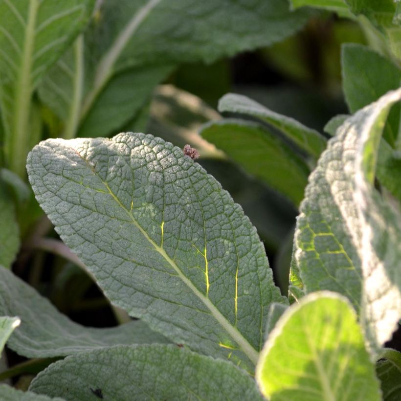 Verbascum Jackie - Königskerze (Foliage)