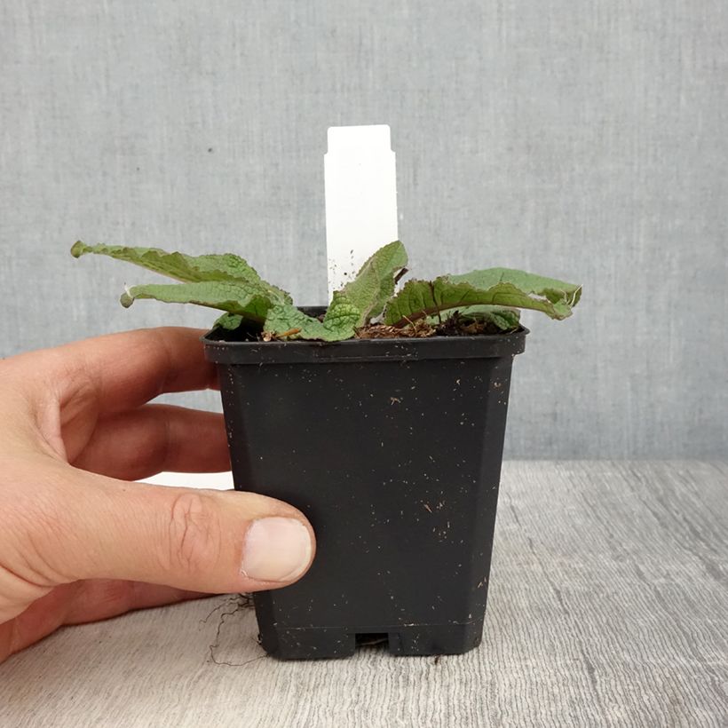 Exemplar von Verbascum Southern Charm - Königskerze Kleine Töpfe von 8/9 cm wie im Frühjahr geliefert