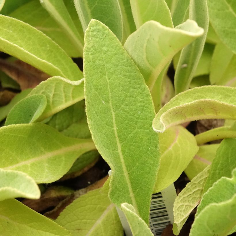 Verbascum olympicum - Olympischer Königskerzen (Foliage)